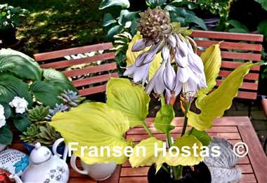 Hosta Seasons in the Sun